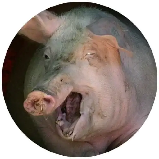 Свиньи preview