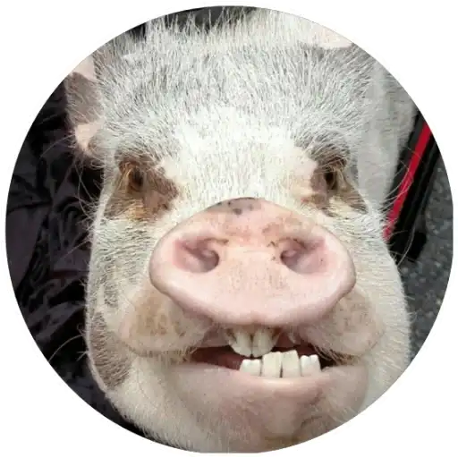 Свиньи preview