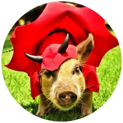 Свиньи preview