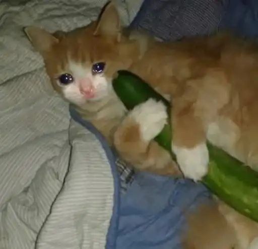 Michis cursed preview