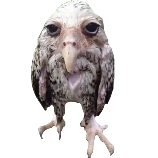 Солевая сова preview