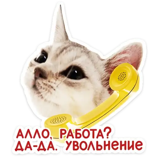 Sticker 🐱