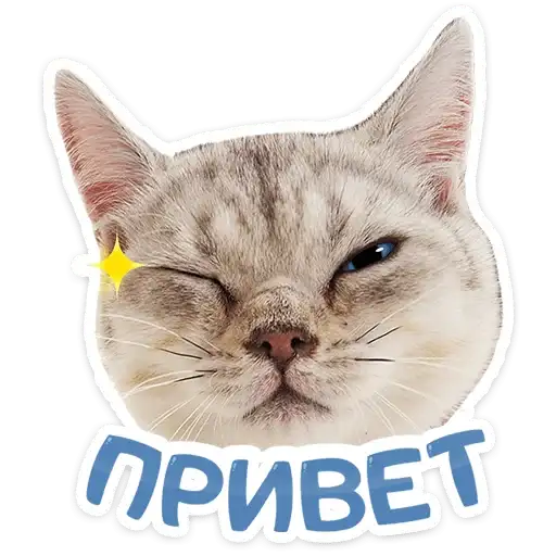 Котятки preview