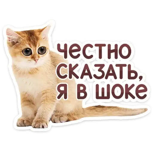 Sticker 🐱