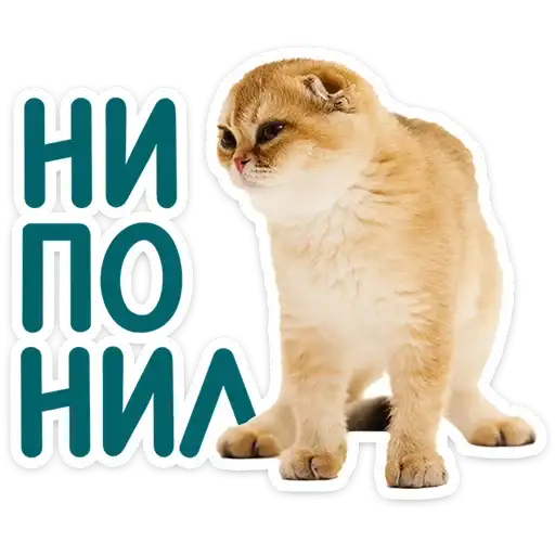 Sticker 🐱