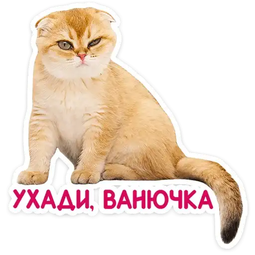 Sticker 🐱