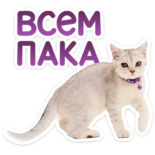 Котятки preview
