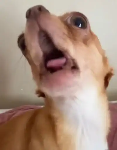 ШАБАКА ИЗ ТТ preview