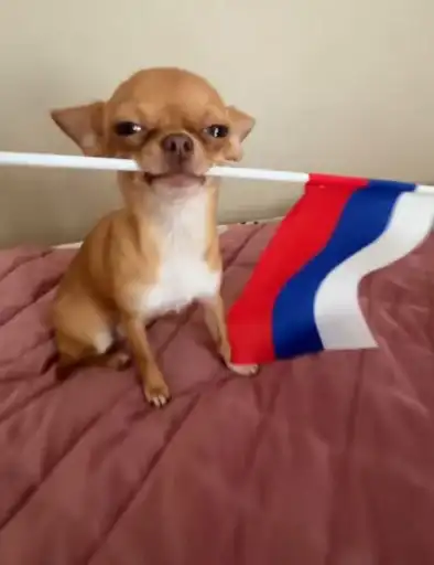 ШАБАКА ИЗ ТТ preview