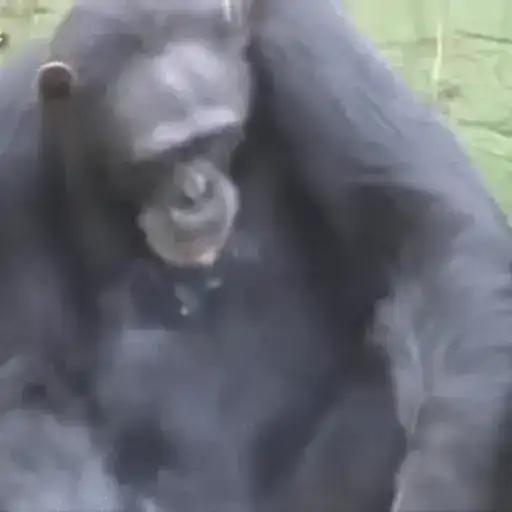 Манкис preview