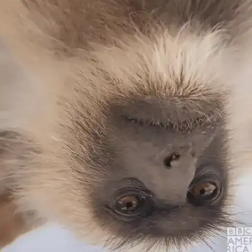 Манкис preview