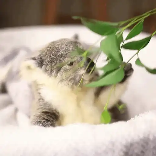 Small coala from Perth preview