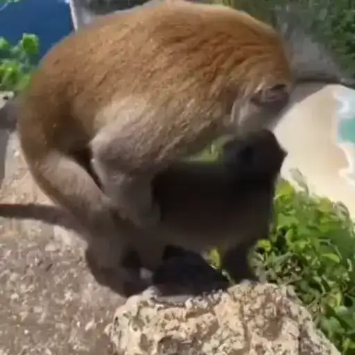 Monkeys 🦍 preview