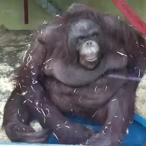 Monkeys 🦍 preview