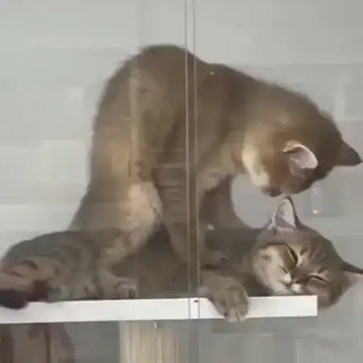 Sticker 💆‍♀️