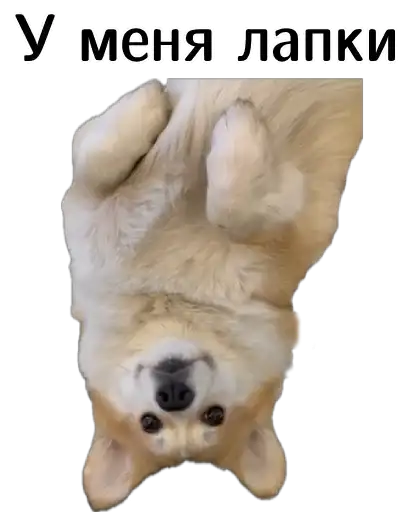 Corgi Cheetos preview