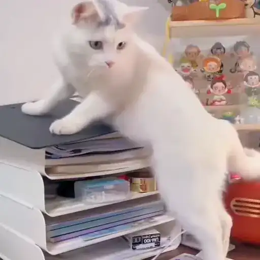 Котаны preview