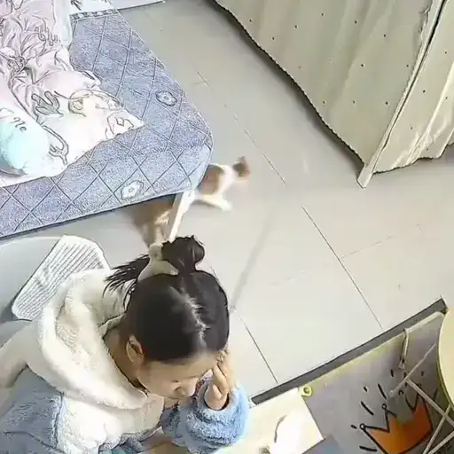 Котаны preview