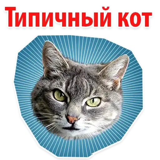 Cats Memes preview