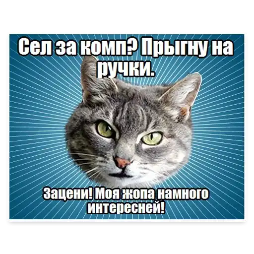Cats Memes preview