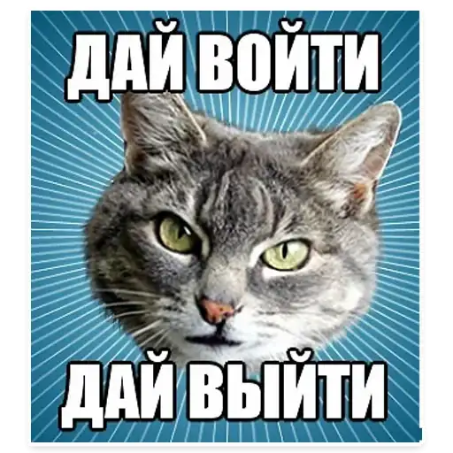 Cats Memes preview