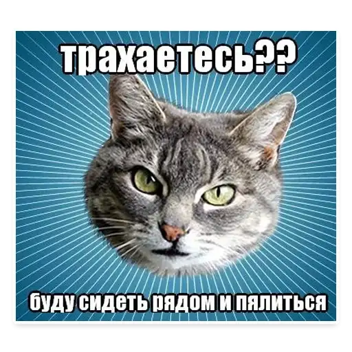 Cats Memes preview