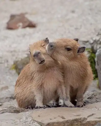 Sticker 👩‍❤️‍👨