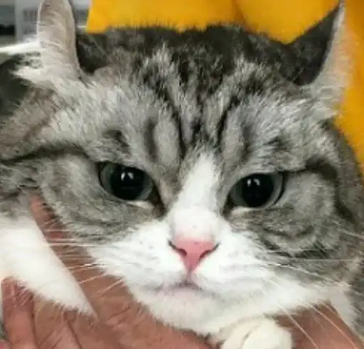 Будни Комару preview