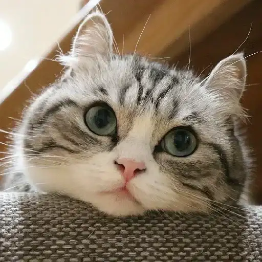 Будни Комару preview