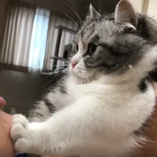 Будни Комару preview