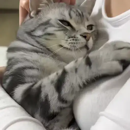 Sticker 🐈‍⬛️