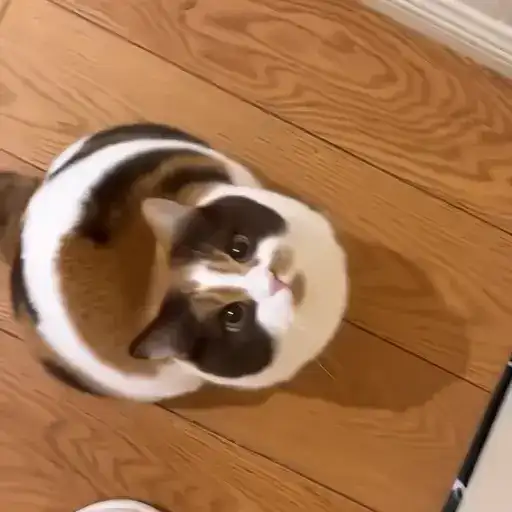 Sticker 🐈‍⬛️