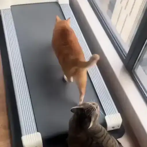 Sticker 🐈‍⬛️