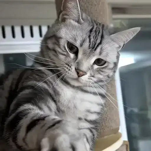 Sticker 🐈‍⬛️