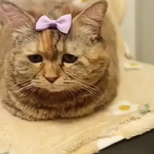 Sticker 🐈‍⬛️