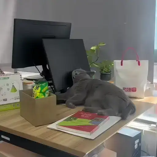 Sticker 🐈‍⬛️