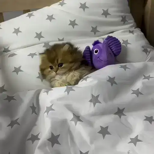 Sticker 🐈‍⬛️