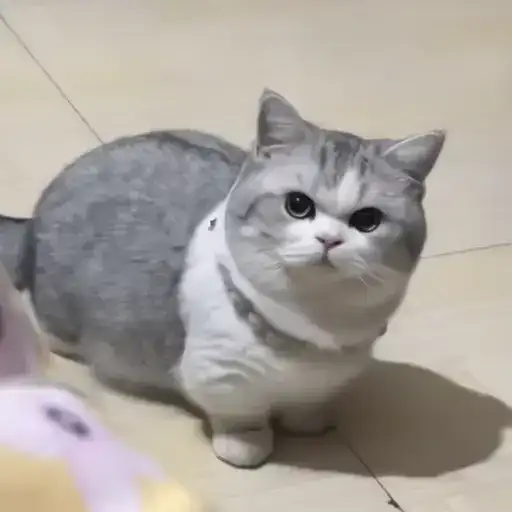 Sticker 🐈‍⬛️