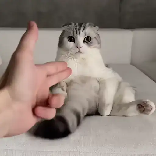 Sticker 🐈‍⬛️