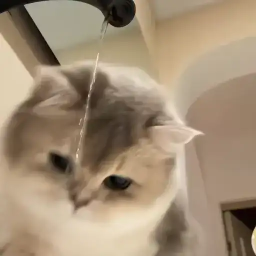 Sticker 🐈‍⬛️