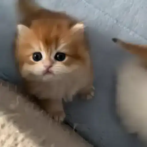 Sticker 🐈‍⬛️