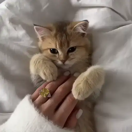 Sticker 🐈‍⬛️