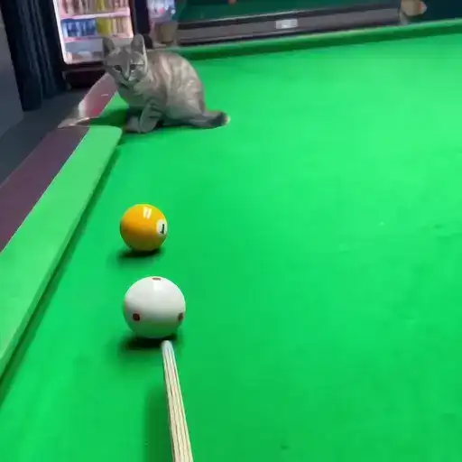 Sticker 🐈‍⬛️