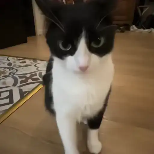 Sticker 🐈‍⬛️