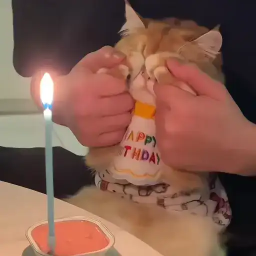 Sticker 🐈‍⬛️