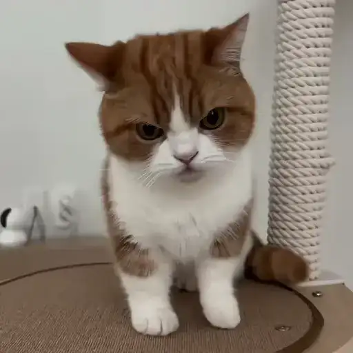 Sticker 🐈‍⬛️