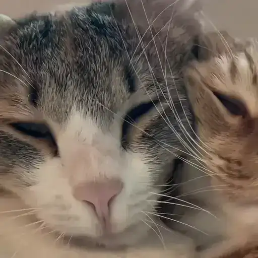 Sticker 🐈‍⬛️