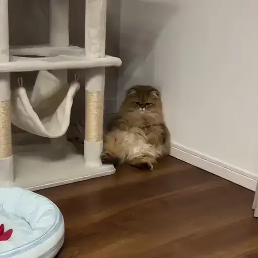 Sticker 🐈‍⬛️