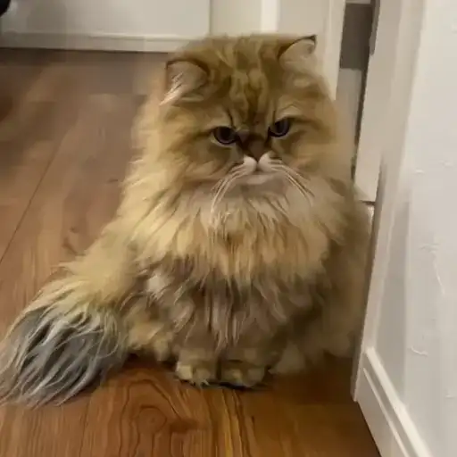 Sticker 🐈‍⬛️