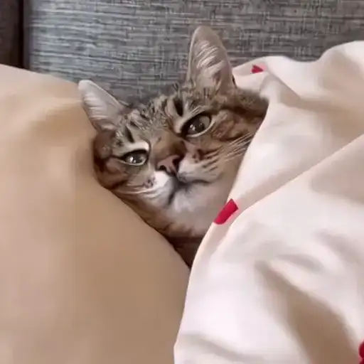 Sticker 🐈‍⬛️